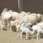 ضان رفيديات متومات مقاني فاخره مراح