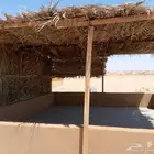 جريد للبيع في ضوحي الخرج والدلم وصحنه