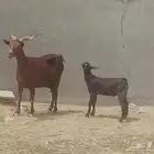 عنز دهما منتوج تحتهاتيس