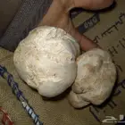 فقع فقع زبيدي 5 كيلو شرط كله كبير