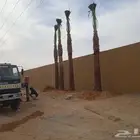 مقالول نخيل توريد وتكريب وتحويض
