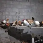 دجاج بلدي بياض شررط