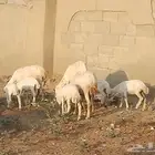 ضان رفيديات متومات مقاني فاخره