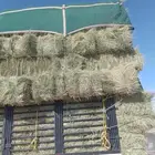 رودس شد كبير