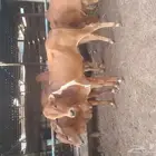 للبيع حسيل بلدي فاخر زبدة سمين شحم ولحم