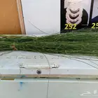 المرخ الجيزاني الطازج الاخضر الجديد الرياض الحله