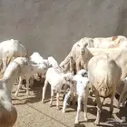 ضان رفيديات متومات مقاني فاخره