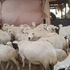 ضارفيديات مقاني مناتيج