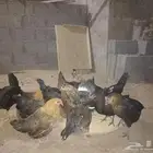 للبيع دجاج بلدي بياض