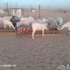 معزا بيشية