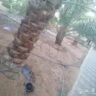أبو أحمد لجميع أعمال النخيل