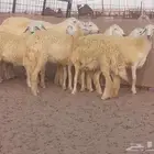 رخال حريات حرش صنف الصنف