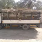 سعف نخل جديد أخضر للعرايش والمظلات