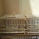 اقفاص   خشبية