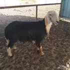 فحل نجدي للبيع