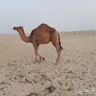 قعود للبيع في تماني