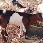 عتود بلدي صحته ممتازه ماشاء الله