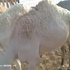 قعدان طيبه