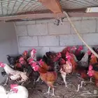 ديوك بلدي للبيع