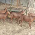 تيوس محايليه