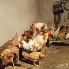 للبيع دجاج وبط