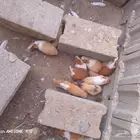 بلدي بران