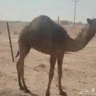 حاشي طياش حليب وشعير