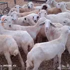 رخال مهجن حري 600