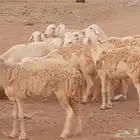 عرض تاسيس مراح 12 رخل حرش(جذع-ثنيه-رباع)