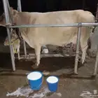 بقرة المانية