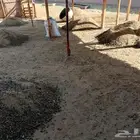 السلام عليكم. يتوفر سماد غنم.