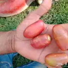 ثمره خضري