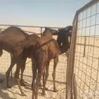 حشوان للبيع