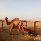 حاشي للبيع
