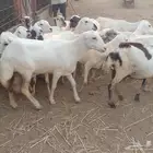 ضأن رفيديات ( متومات )