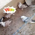 زوجين حب الرمان معهن بيض