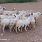 رخال رفيدي من 420 ريال