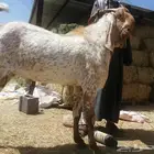 تيس باكستاني فاخر