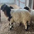 عندك غنم او ذبايح للبيع نتشرف بالجميع