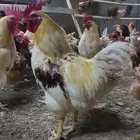 دجاج وديوك لوهمان براون