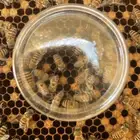 نحل للبيع بالحبه