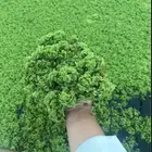 ازولا رخيصص عرض لايفوتك