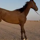حصان للبيع بسعر مناسب