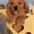 Golden retriever جولدن
