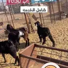 عروض ذبائح مع خدمة الذبح و التوصيل والتغليف