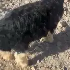 خروف