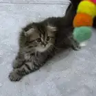 قطط صغيره للبيع قطة قطه قطط