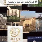 صنف ونوادر الحري