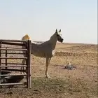 حصان عربي شعبي