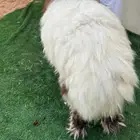 للبيع طليان نعيم كناور